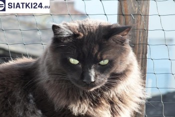 Siatki Sulejówek - Zabezpieczenie balkonu siatką - Kocia siatka - bezpieczny kot dla terenów Sulejówka